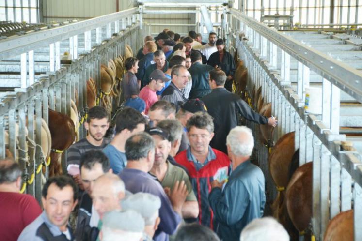 marché aux veaux